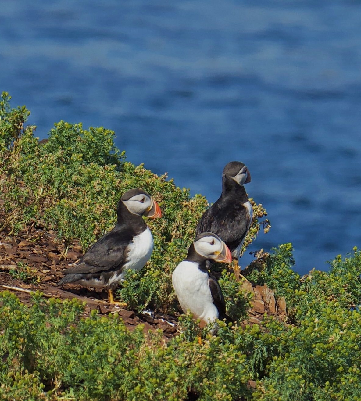 Puffins Photo